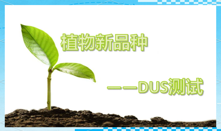 DUS测试