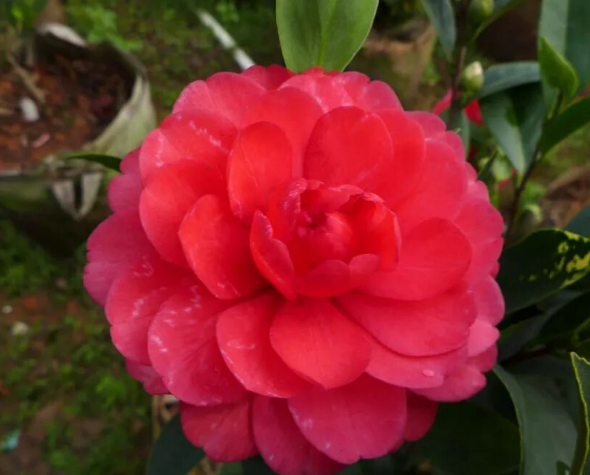 【茶花】祖庙雕刻