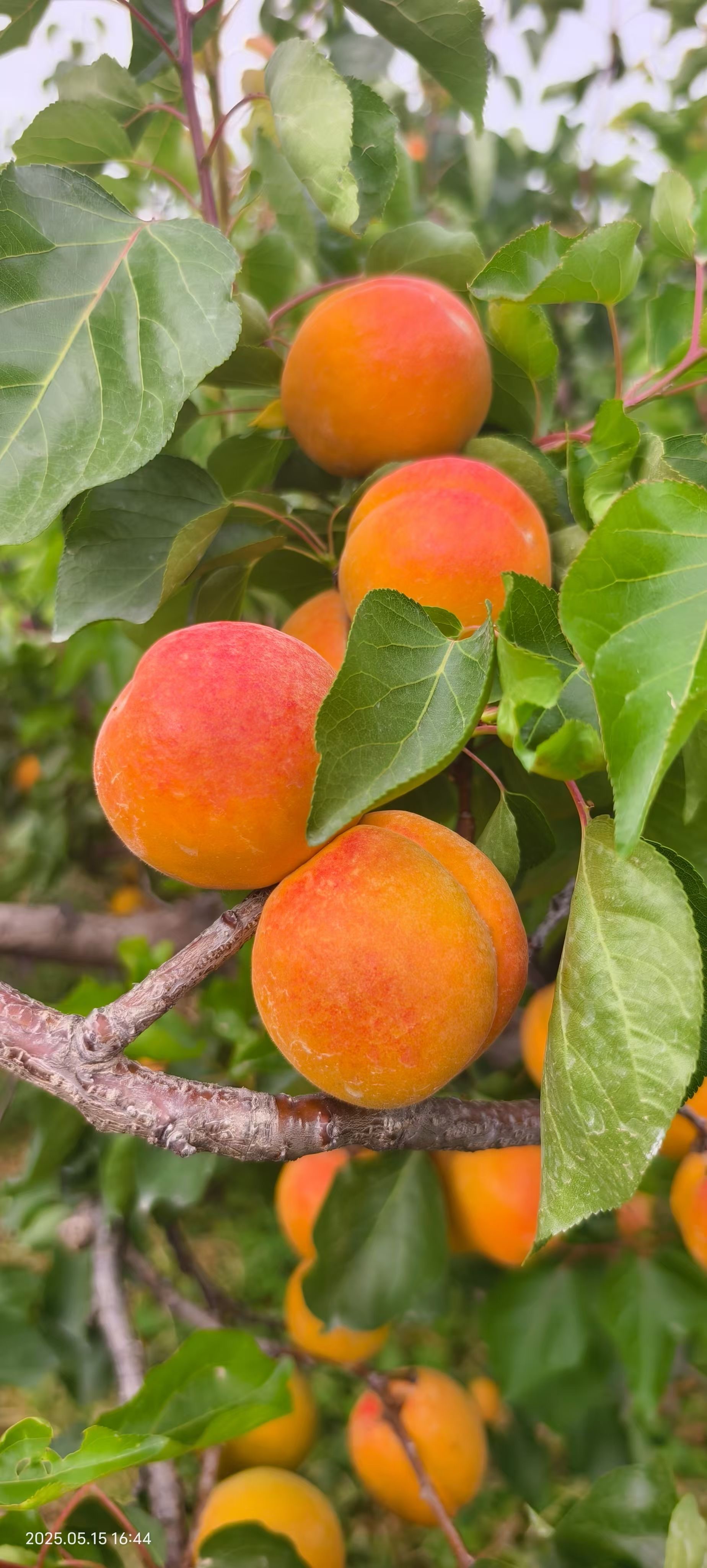 【水果】丰园星