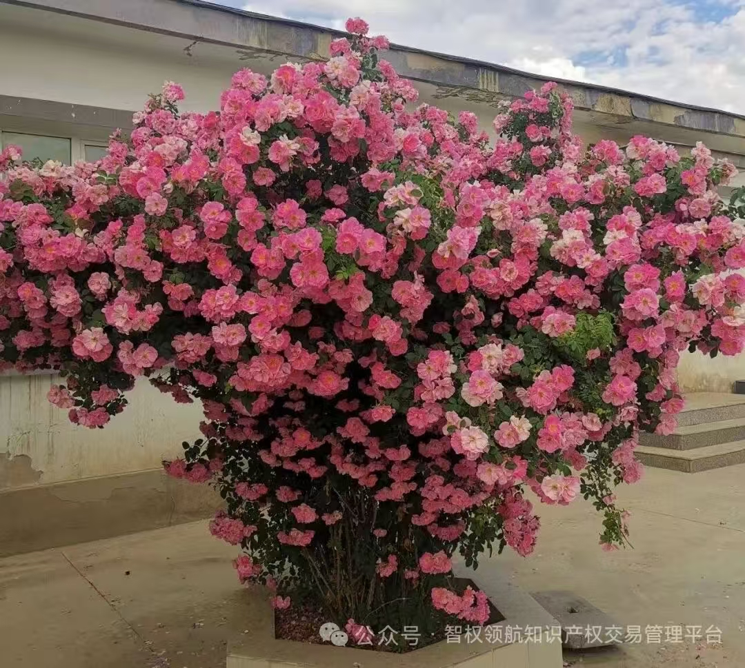 【月季】天山祥云