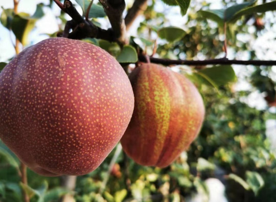 【红梨】奥红一号